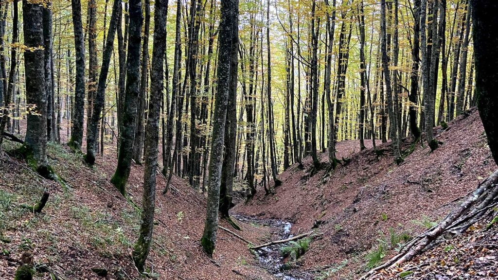 umbriaction-shinrin-yoku-the-mystic-woods