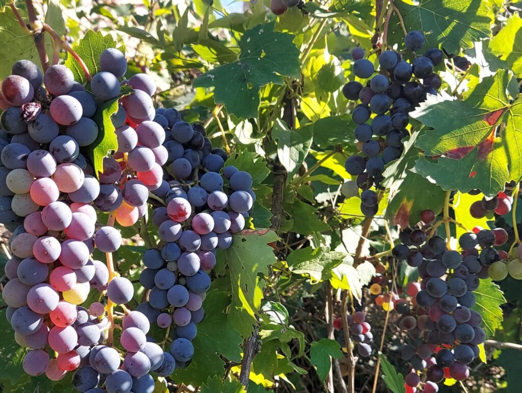 umbriaction-wine-tour-umbria